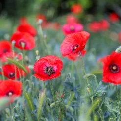 Pavot coquelicot 'Red Corn Poppy' Bio - Le rouge sauvage en un semis
