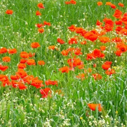 Pavot coquelicot 'Red Corn Poppy' Bio - Le rouge sauvage en un semis
