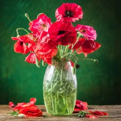 Pavot coquelicot 'Red Corn Poppy' Bio - Le rouge sauvage en un semis