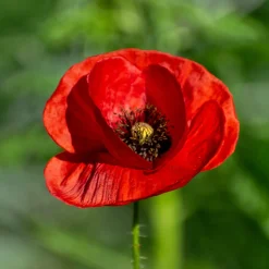 Pavot coquelicot 'Red Corn Poppy' Bio - Le rouge sauvage en un semis