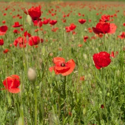 Pavot coquelicot 'Red Corn Poppy' Bio - Le rouge sauvage en un semis