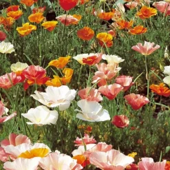 Pavot de Californie - Des fleurs dès l'été