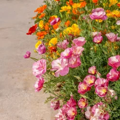 Pavot de Californie à fleurs doubles en mélange - Un tapis de couleurs vives