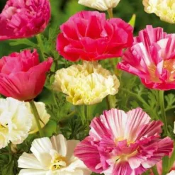 Pavot de Californie à fleurs doubles en mélange - Un tapis de couleurs vives