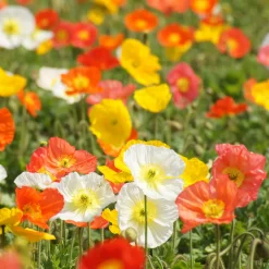 Pavot d'Islande Artist's Glory en mélange - Fleurs douces tout l'été