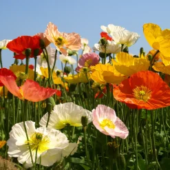 Pavot d'Islande Artist's Glory en mélange - Fleurs douces tout l'été