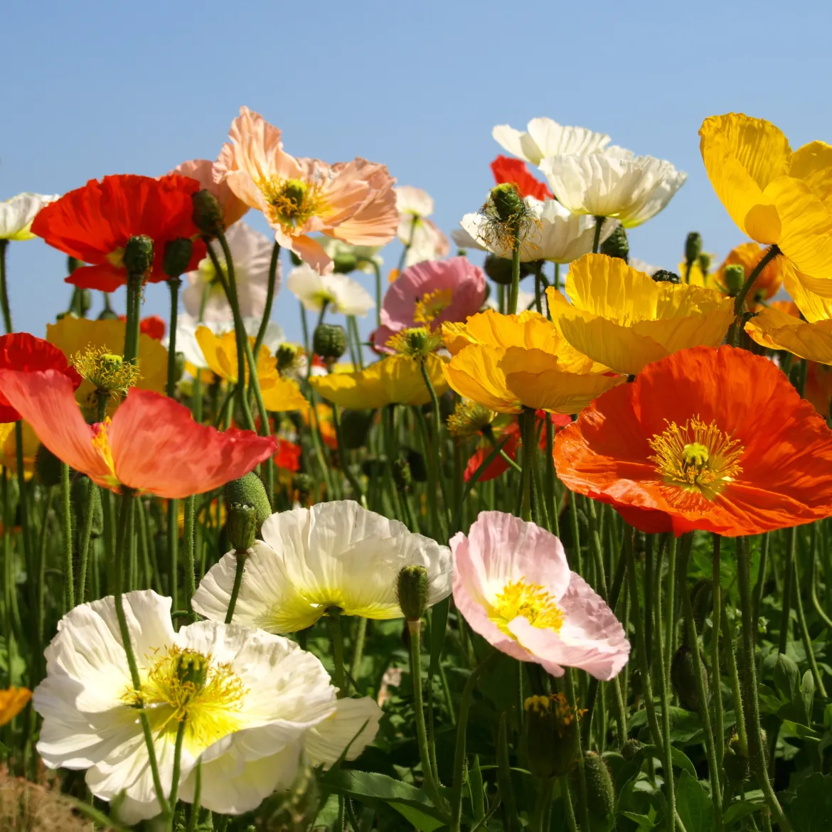 Pavot d'Islande Artist's Glory en mélange - Fleurs douces tout l'été