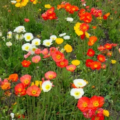 Pavot d'Islande Artist's Glory en mélange - Fleurs douces tout l'été