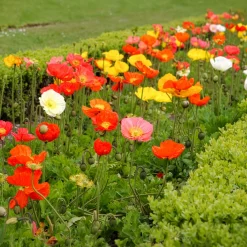 Pavot d'Islande Artist's Glory en mélange - Fleurs douces tout l'été