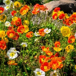 Pavot d'Islande Artist's Glory en mélange - Fleurs douces tout l'été