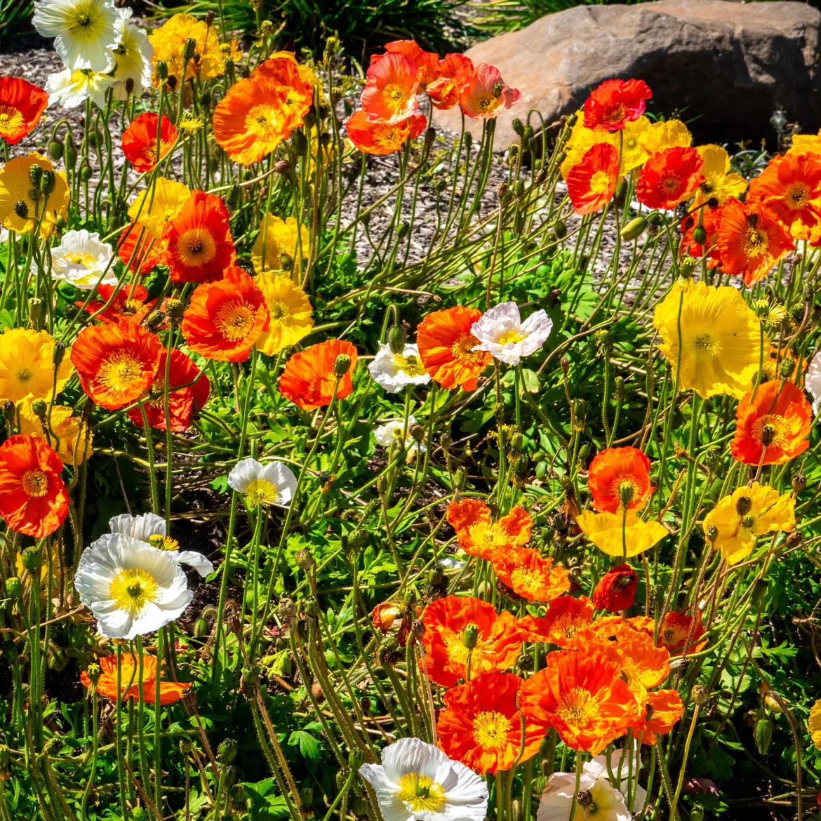Pavot d'Islande Artist's Glory en mélange - Fleurs douces tout l'été