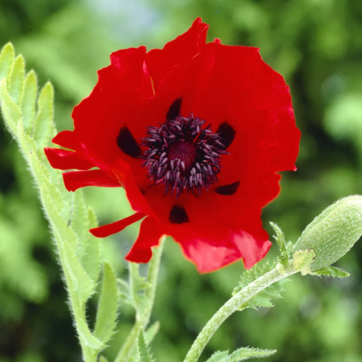 Pavot d'Orient Beauty Of Livermere - Le rouge qui capte tous les regards