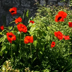 Pavot d'Orient Beauty Of Livermere - Le rouge qui capte tous les regards