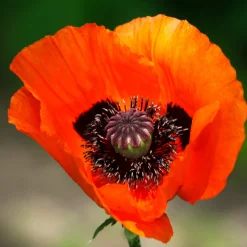 Pavot d'Orient Brilliant - Le rouge qui claque au jardin