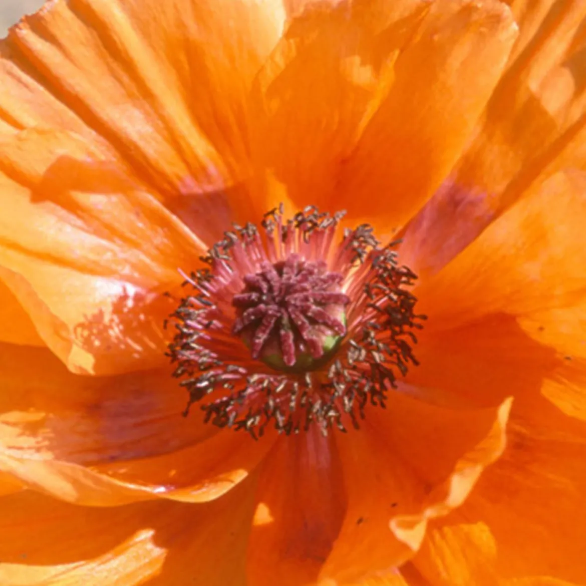 Pavot d'Orient Harvest Moon - Grosses fleurs orange faciles