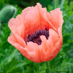 Pavot d'Orient Pattys Plum - La couleur qui change tout