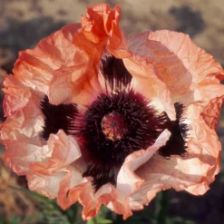 Pavot d'Orient 'Picotee' - Des fleurs XXL sans effort