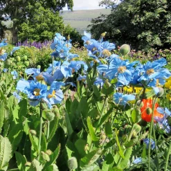 2 Pavots bleus de l'Himalaya - Le bleu qui étonne au jardin