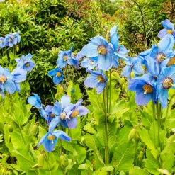 2 Pavots bleus de l'Himalaya - Le bleu qui étonne au jardin