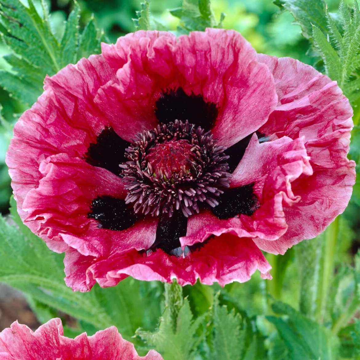 3 Pavots d'Orient Manhattan - Des fleurs XXL sans effort