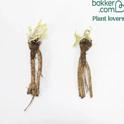 2 Pavots d'Orient Pink Perfection - Des fleurs XXL sans effort
