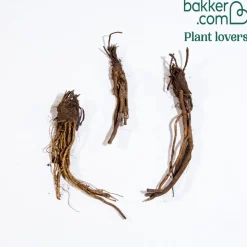 3 Pavots en mélange - Des fleurs XXL sans effort