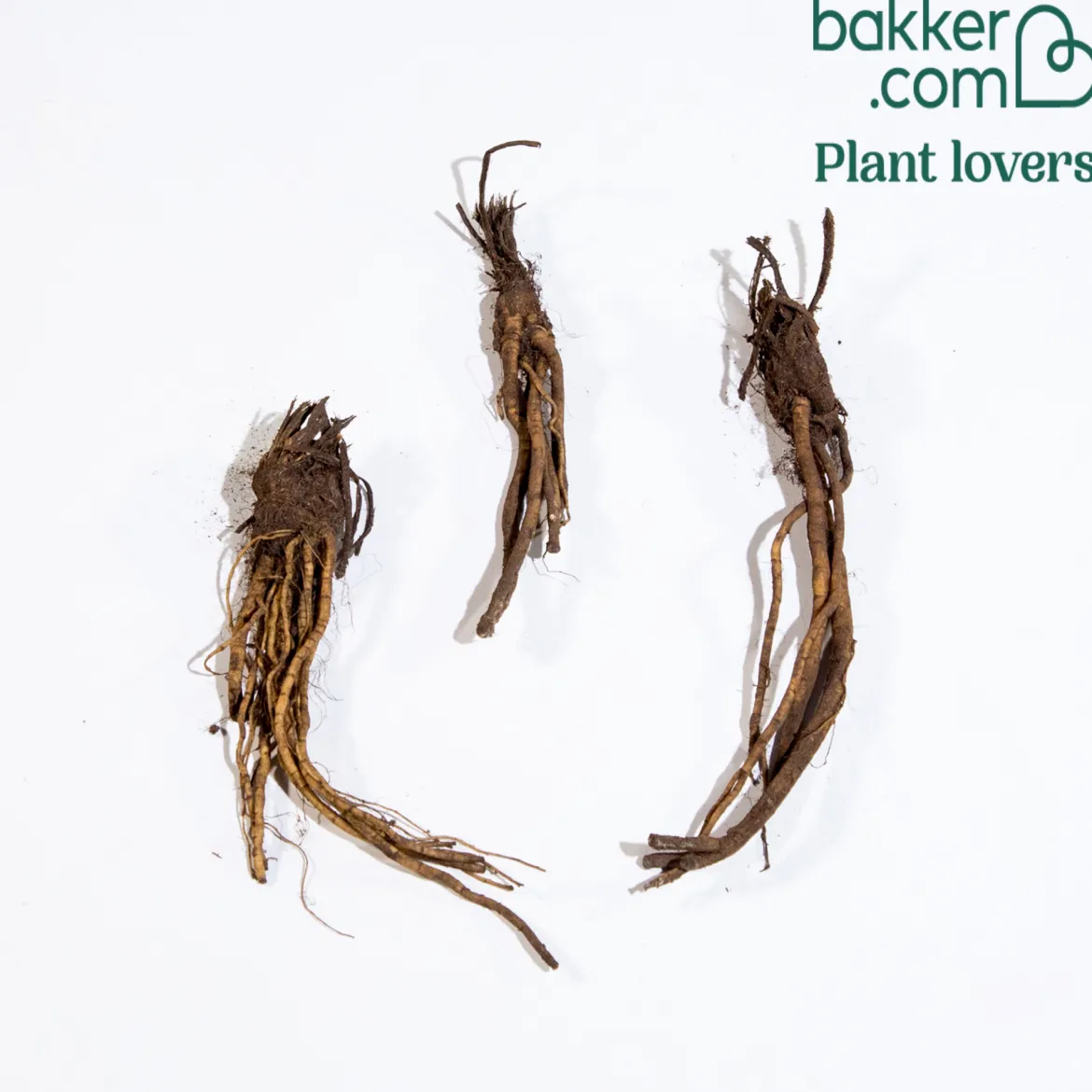 3 Pavots en mélange - Des fleurs XXL sans effort