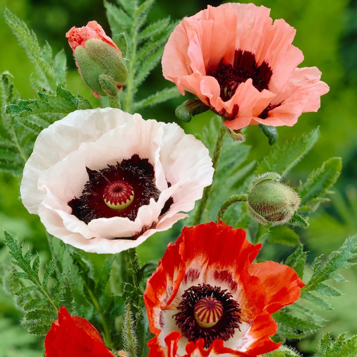 3 Pavots en mélange - Des fleurs XXL sans effort