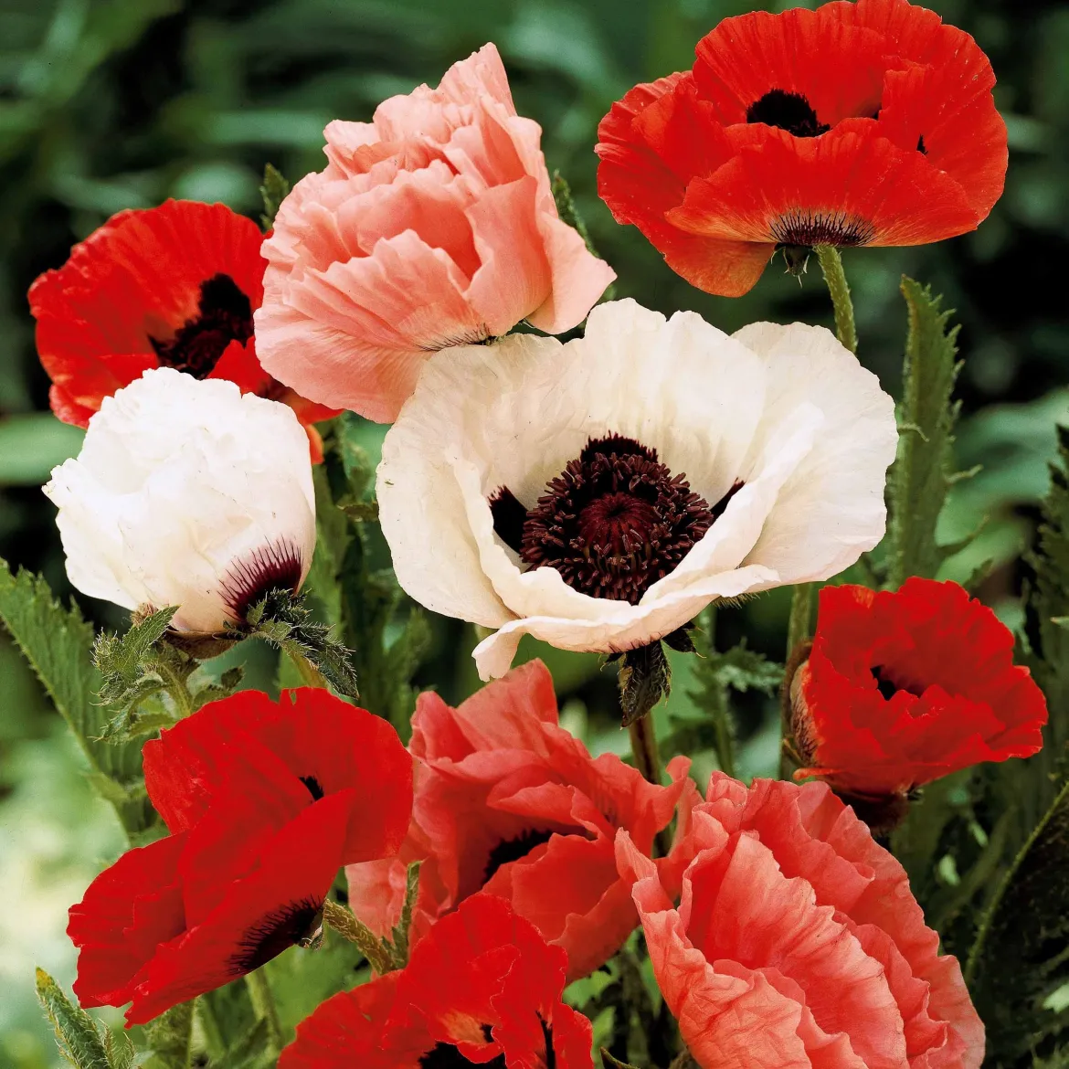 3 Pavots en mélange - Des fleurs XXL sans effort