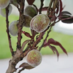 Pêcher pourpre Rubira - Beau feuillage, vrais fruits