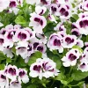 3 Pelargoniums odorants Mosquitaway Lizzy - Beau, parfumé, anti-moustiques