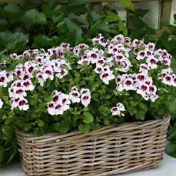 3 Pelargoniums odorants Mosquitaway Lizzy - Beau, parfumé, anti-moustiques