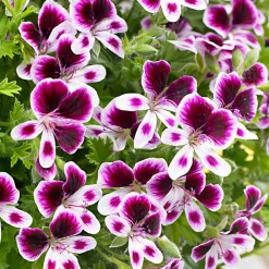 3 Pelargoniums odorants Mosquitaway Eva - Moustiques dehors, fleurs partout
