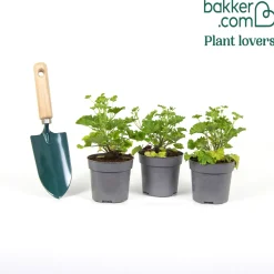 3 Pelargoniums odorants Mosquitaway Eva - Moustiques dehors, fleurs partout