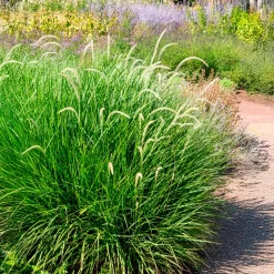 Pennisetum 'Fairy Tails' - Des épis qui dansent au vent