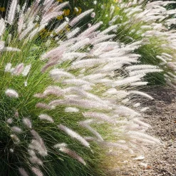 Pennisetum 'Fairy Tails' - Des épis qui dansent au vent