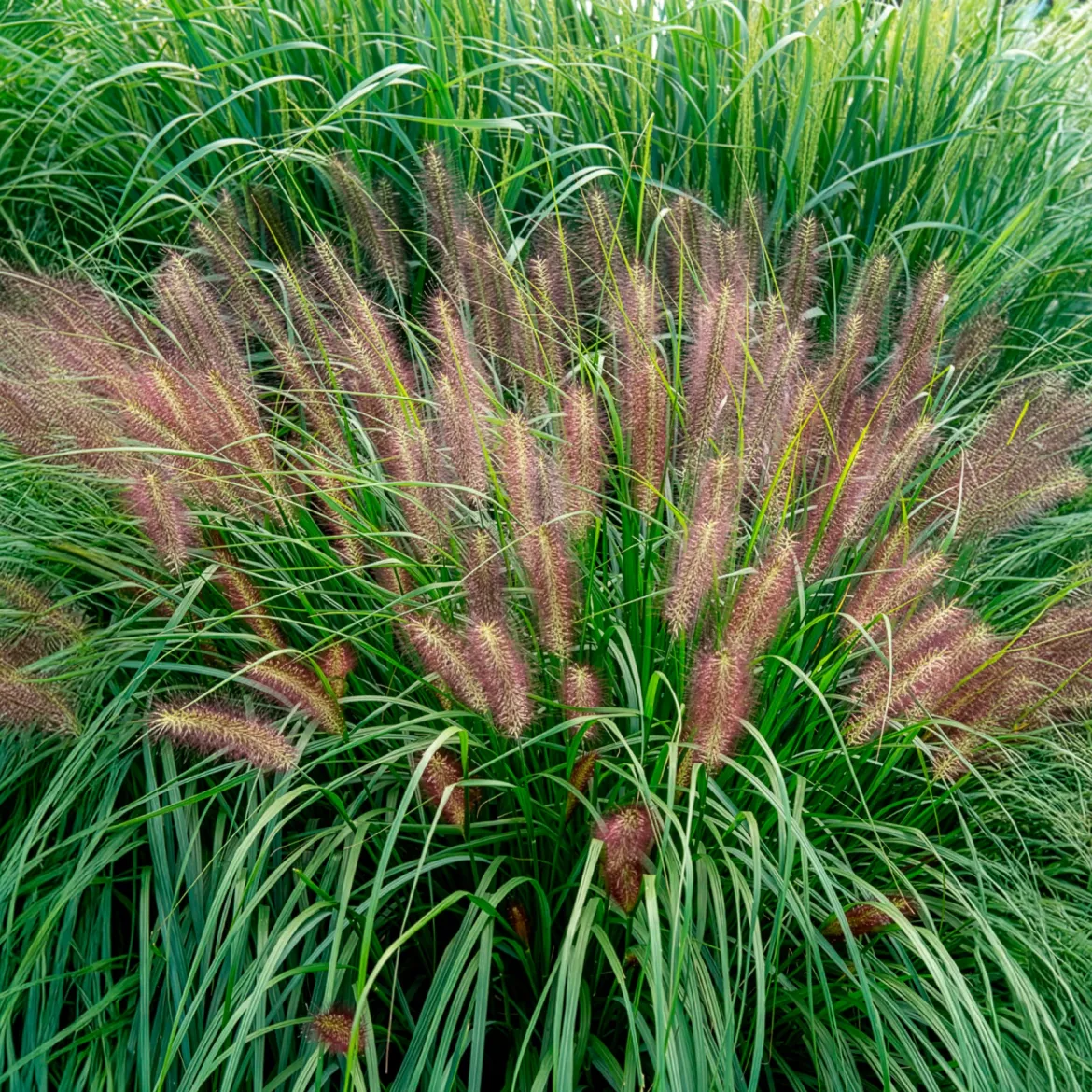 Pennisetum 'Red Head' - L'effet plumeau qui bouge