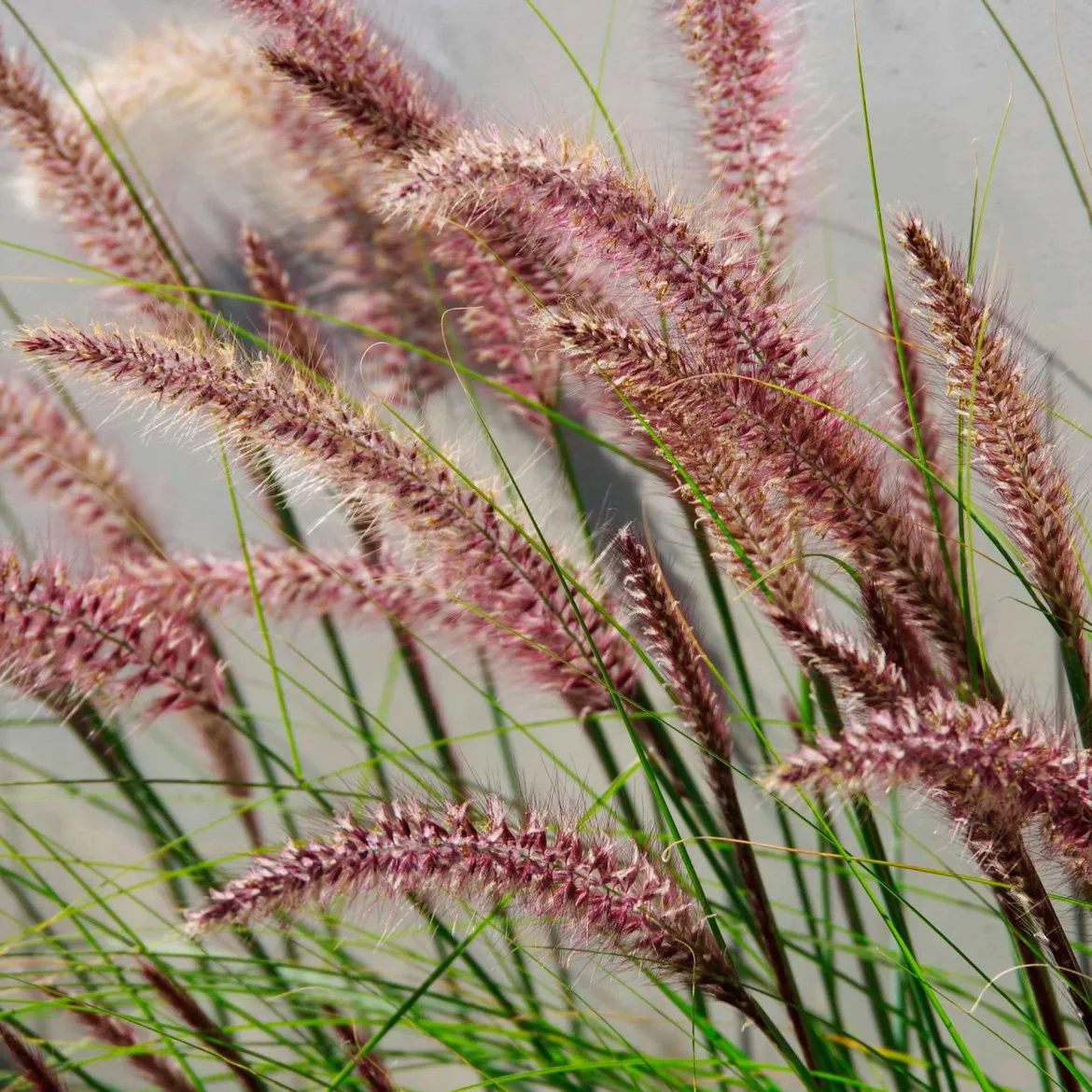 Pennisetum 'Red Head' - L'effet plumeau qui bouge