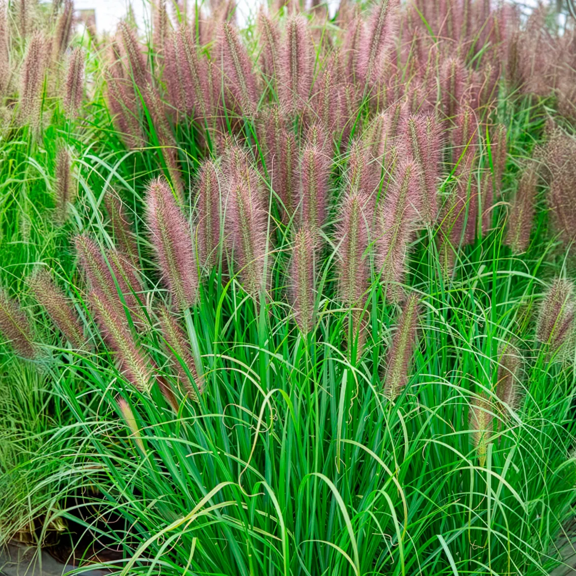 Pennisetum 'Red Head' - L'effet plumeau qui bouge
