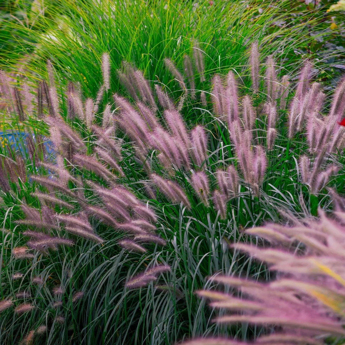 Pennisetum 'Red Head' - L'effet plumeau qui bouge