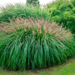 Pennisetum 'Red Head' - L'effet plumeau qui bouge
