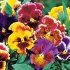 Pensée géante de Suisse Chalon - Des fleurs XXL tout l'hiver
