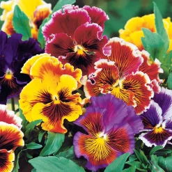 Pensée géante de Suisse Chalon - Des fleurs XXL tout l'hiver