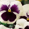 Pensée géante de Suisse Silverbride - Des fleurs même en hiver
