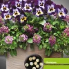 Pensées et Lobularia Wine Cooler en mélange - Un tapis fleuri tout l'été