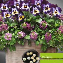 Pensées et Lobularia Wine Cooler en mélange - Un tapis fleuri tout l'été