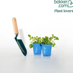 2 Pensées frisées en mélange - Des fleurs frisées tout l'hiver