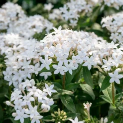 Pentas blanc - Un aimant à papillons