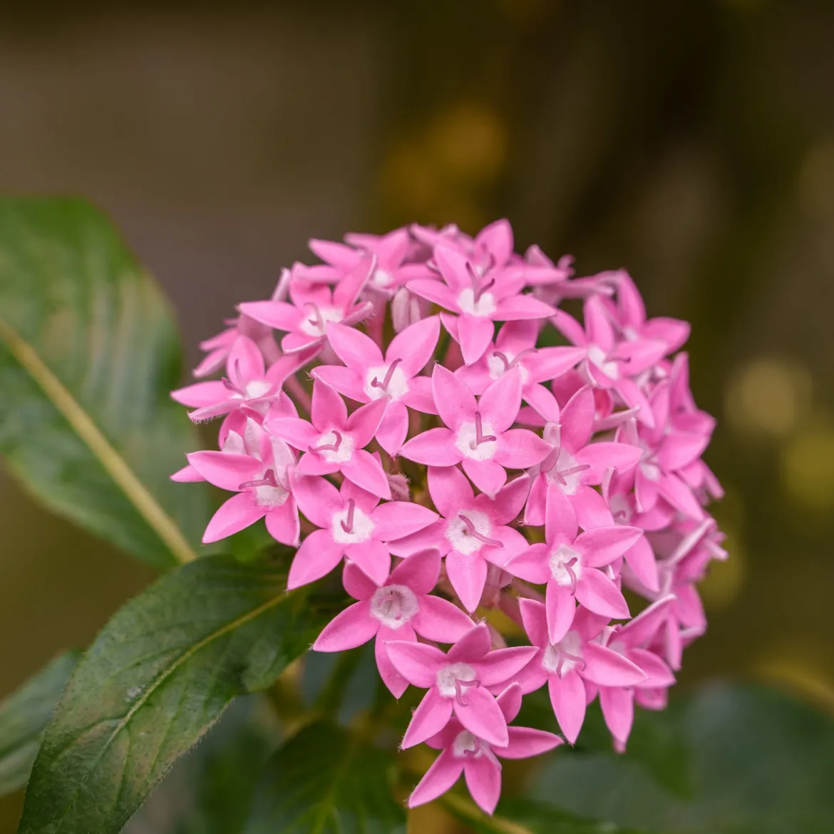 Pentas rose - Des fleurs tout l'été