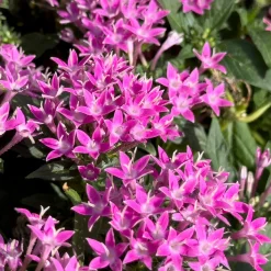 Pentas rose - Des fleurs tout l'été